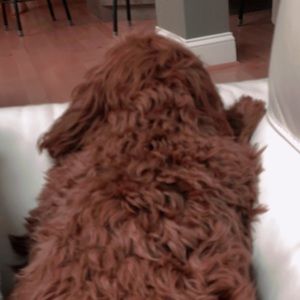 Meet your Posher, Alexa